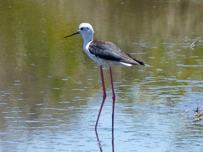 Himantopus himantopus, pisila čáponohá