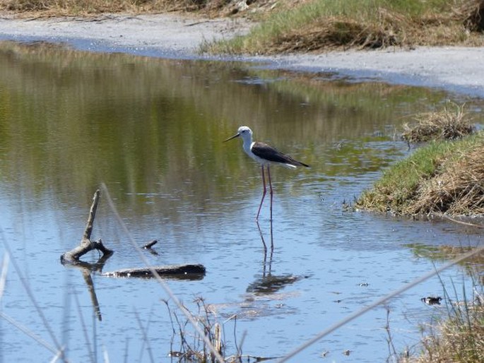 Himantopus himantopus, pisila čáponohá