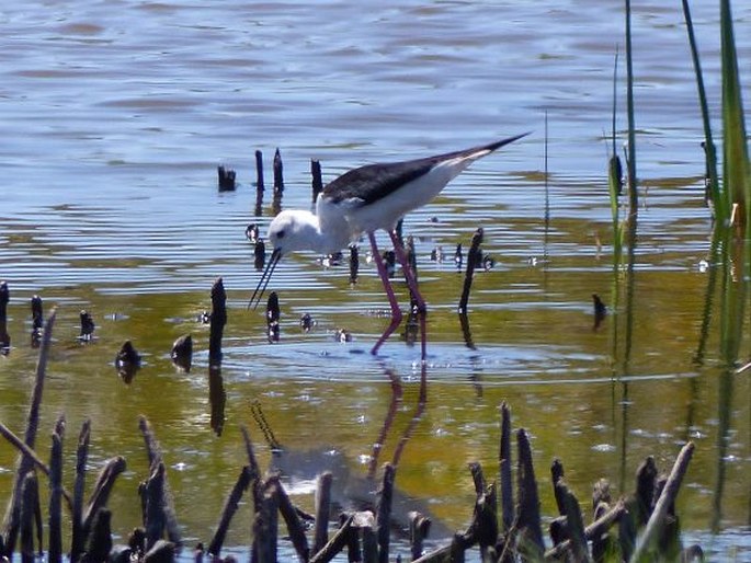 Himantopus himantopus, pisila čáponohá