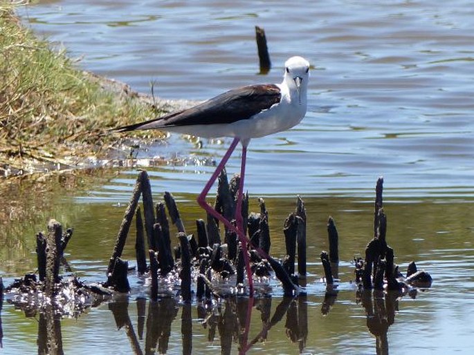 Himantopus himantopus, pisila čáponohá