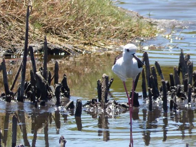 Himantopus himantopus, pisila čáponohá