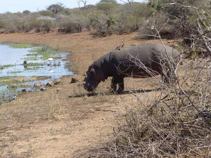 Hippopotamus amphibius