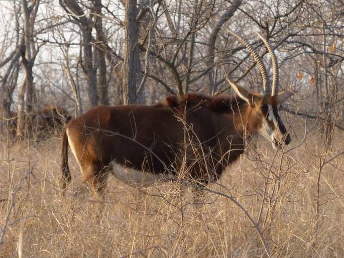 Hippotragus niger, antilopa vraná