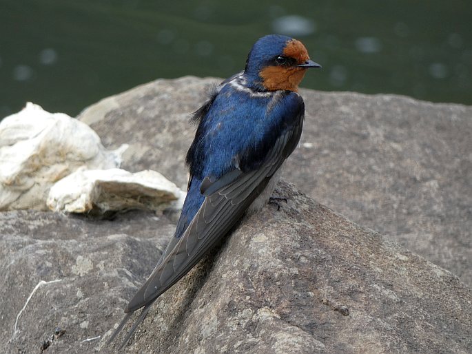 Hirundo neoxena, vlaštovka šedobřichá