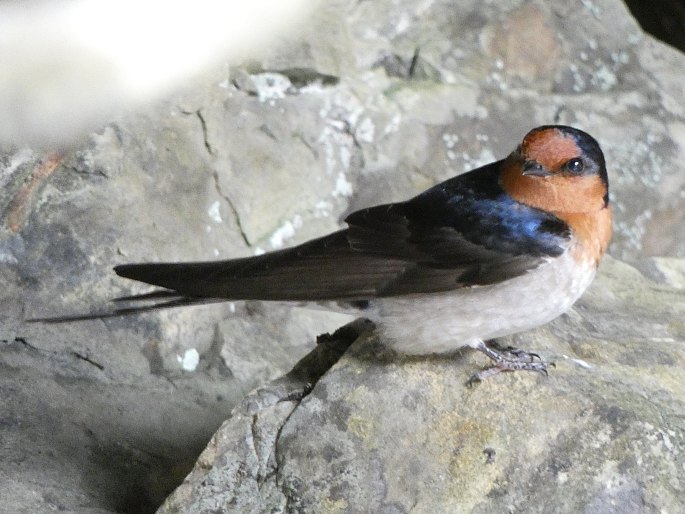 Hirundo neoxena, vlaštovka šedobřichá