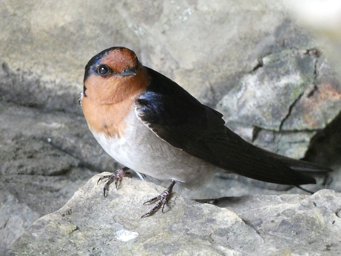 Hirundo neoxena, vlaštovka šedobřichá