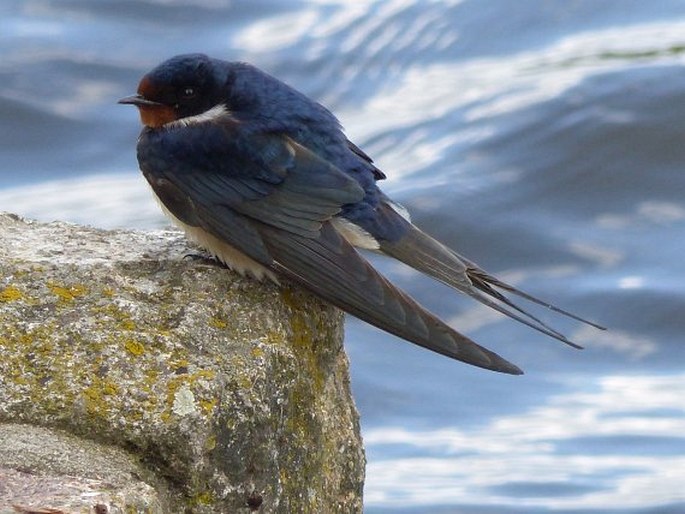 Hirundo rustica, vlaštovka obecná