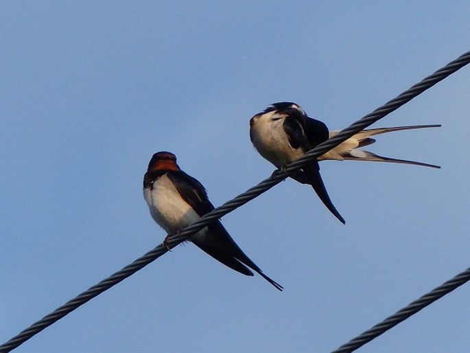 Hirundo rustica, vlaštovka obecná