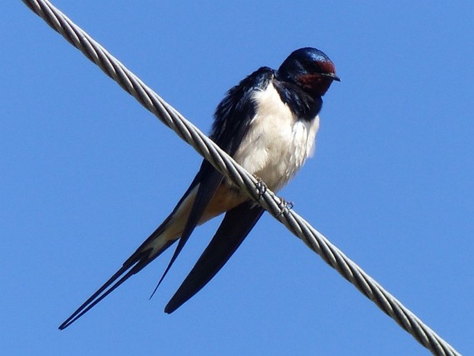 Hirundo rustica, vlaštovka obecná