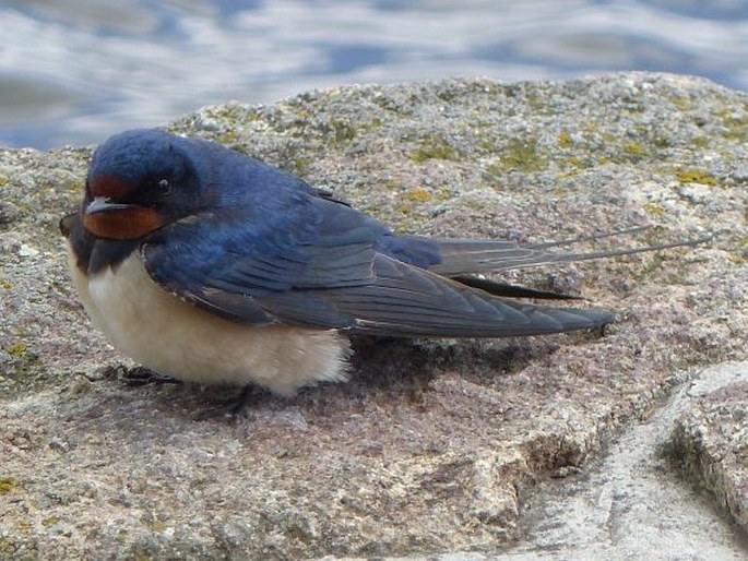 Hirundo rustica Linnaeus, 1758; vlaštovka obecná