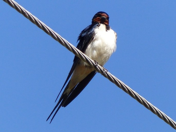 Hirundo rustica, vlaštovka obecná