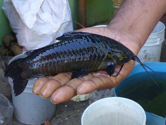 Hoplosternum littorale, pancéřníček pobřežní