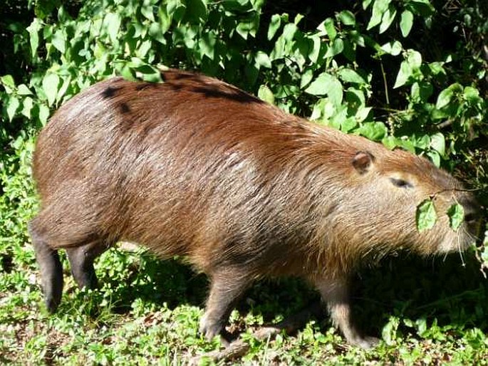 Hydrochoerus hydrochaeris (Linnaeus, 1766); kapybara