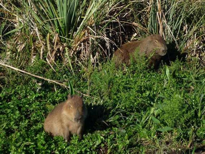 Hydrochoerus hydrochaeris, kapybara