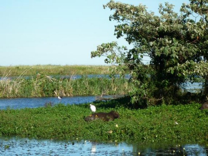 Hydrochoerus hydrochaeris, kapybara