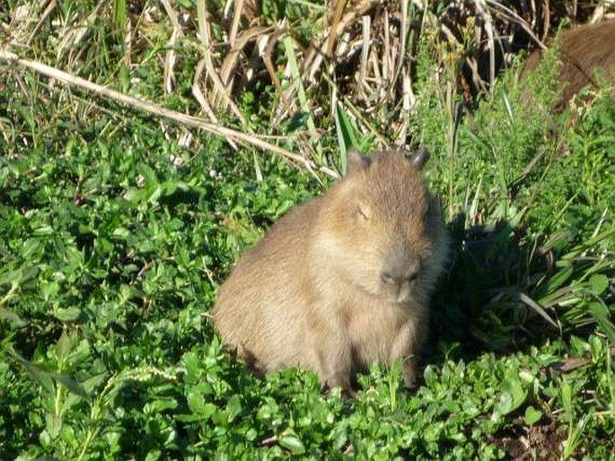 Hydrochoerus hydrochaeris, kapybara