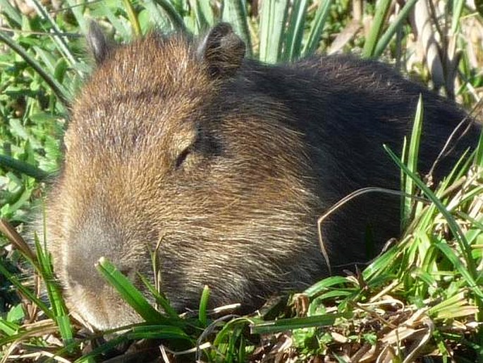 Hydrochoerus hydrochaeris, kapybara