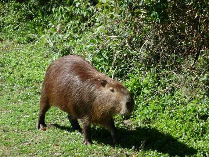 Hydrochoerus hydrochaeris, kapybara