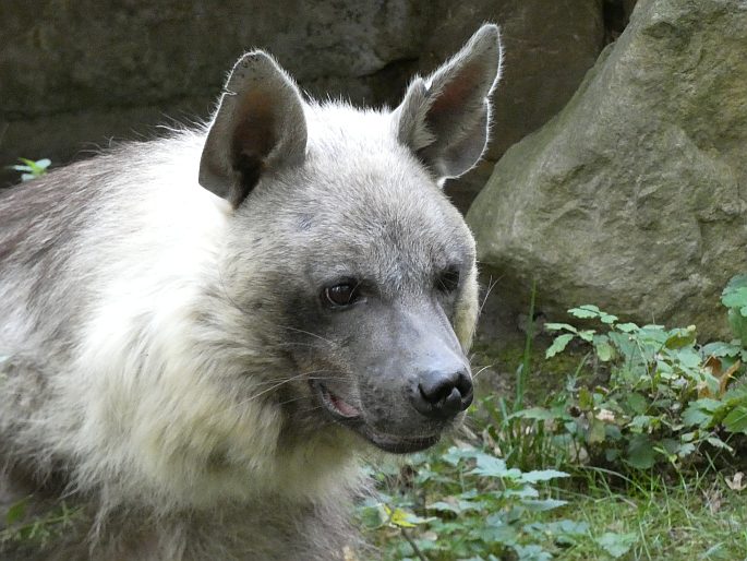 Hyaena brunnea, hyena čabraková