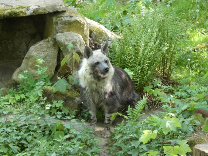 Hyaena brunnea, hyena čabraková