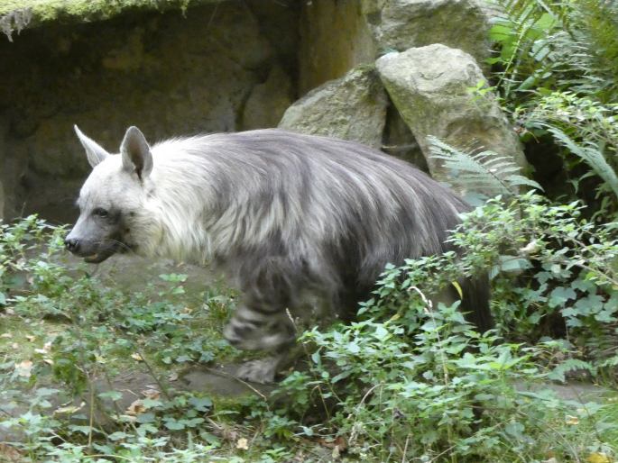 Hyaena brunnea, hyena čabraková