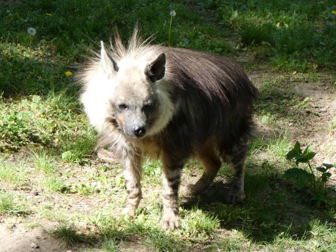 Hyaena brunnea, hyena čabraková