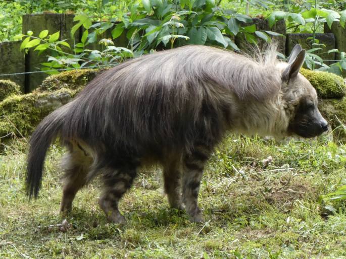 Hyaena brunnea, hyena čabraková
