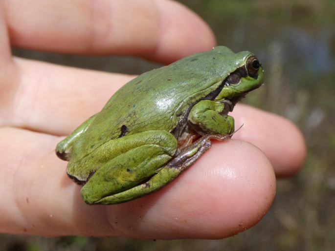 Hyla arborea, rosnička zelená