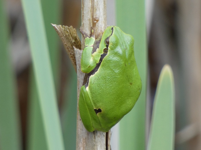 Hyla arborea, rosnička zelená