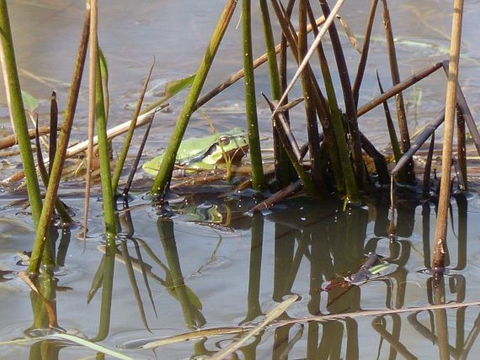 Hyla arborea, rosnička zelená