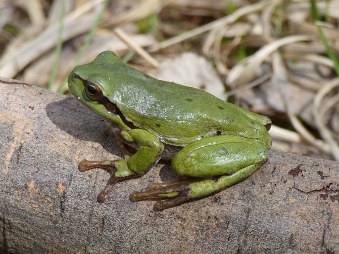 Hyla arborea, rosnička zelená