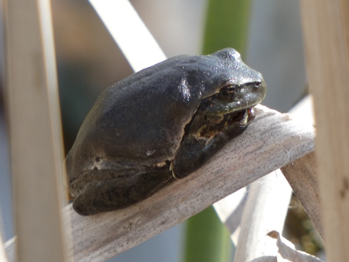 Hyla arborea, rosnička zelená