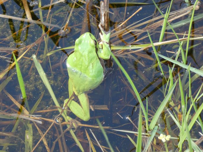 Hyla arborea, rosnička zelená