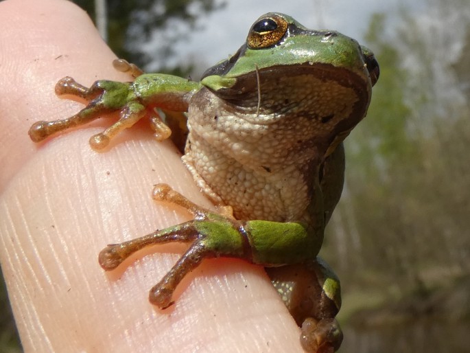 Hyla arborea, rosnička zelená