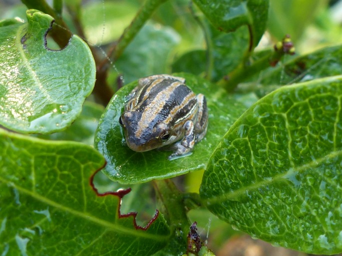 Hyperolius marmoratus, rákosnička mramorovaná