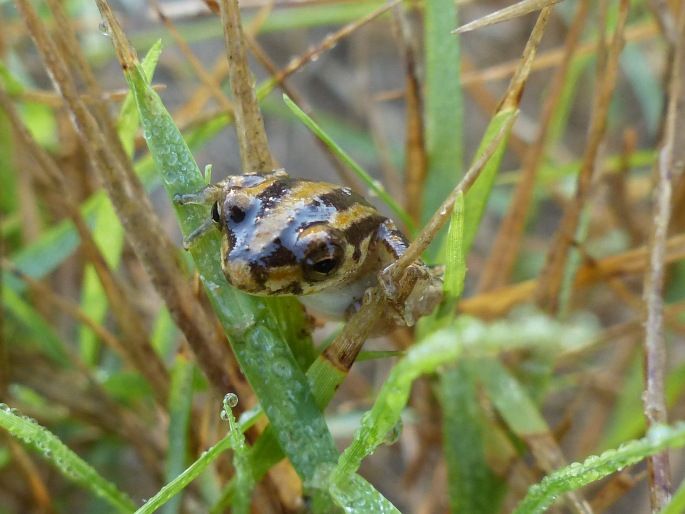 Hyperolius marmoratus, rákosnička mramorovaná