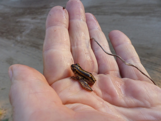 Hyperolius marmoratus, rákosnička mramorovaná