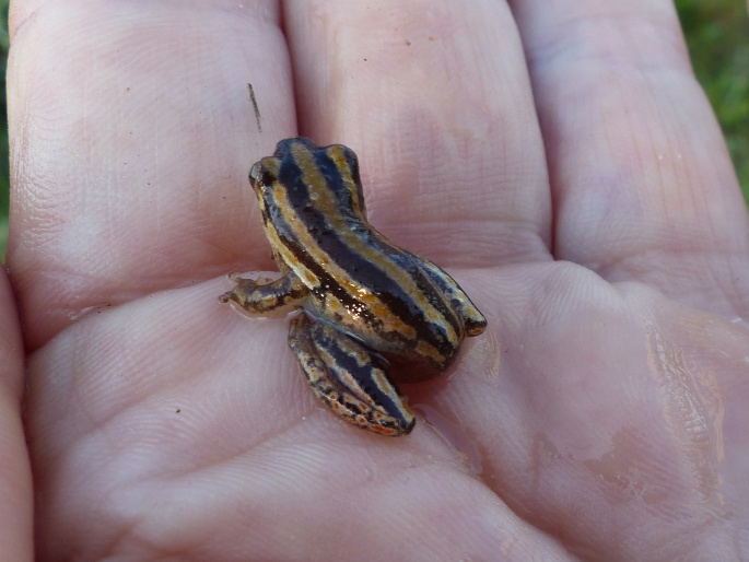 Hyperolius marmoratus, rákosnička mramorovaná