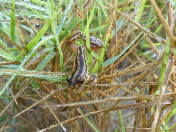 Hyperolius marmoratus, rákosnička mramorovaná