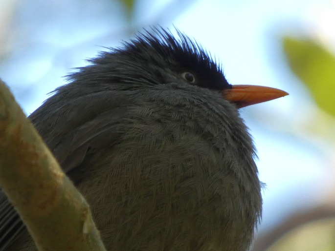 Hypsipetes borbonicus, bulbulčík réunionský