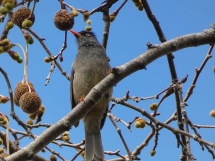 Hypsipetes borbonicus, bulbulčík réunionský