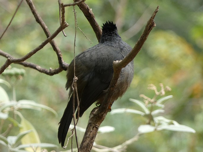 Hypsipetes borbonicus, bulbulčík réunionský