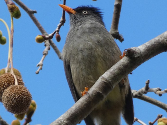 Hypsipetes borbonicus, bulbulčík réunionský