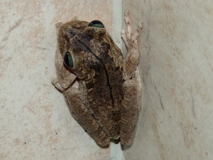 Hypsiboas crepitans, rosnička gladiátorská