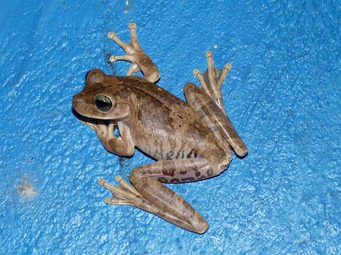 Hypsiboas crepitans (Wied-Neuwied, 1824); rosnička gladiátorská