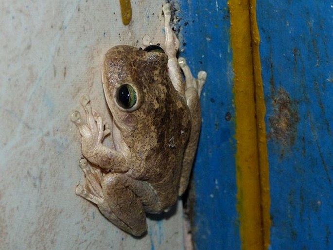 Hypsiboas crepitans, rosnička gladiátorská