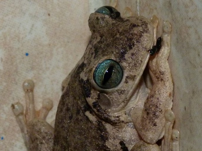 Hypsiboas crepitans, rosnička gladiátorská