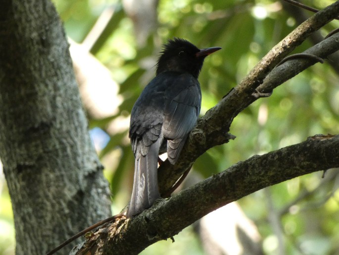 Hypsipetes leucocephalus subsp. nigerrimus, bulbulčík černý tchajwanský