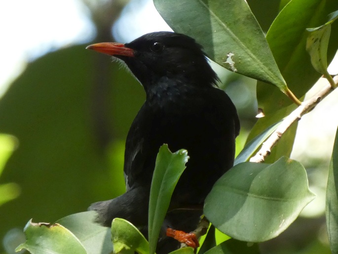 Hypsipetes leucocephalus subsp. nigerrimus, bulbulčík černý tchajwanský