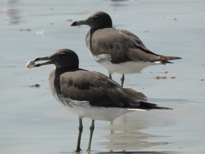 Ichthyaetus hemprichii, racek arabský